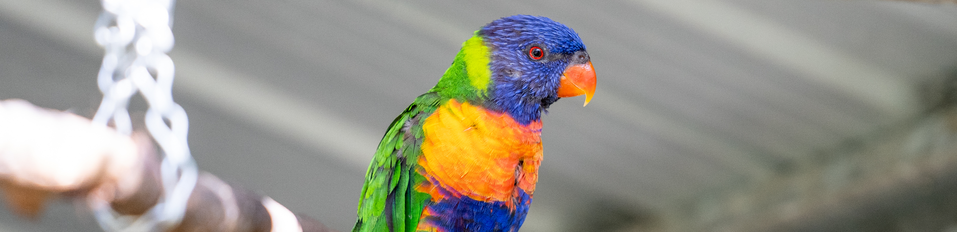 Lorikeet treated by RSPCA Queensland Wildlife